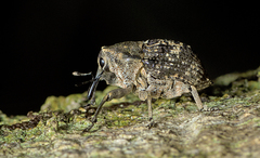 Eutyrhinus meditabundus