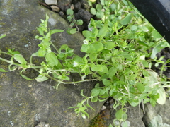 Stellaria media