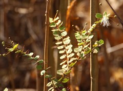 Capparis rotundifolia
