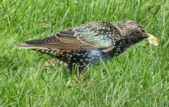 Sturnus vulgaris
