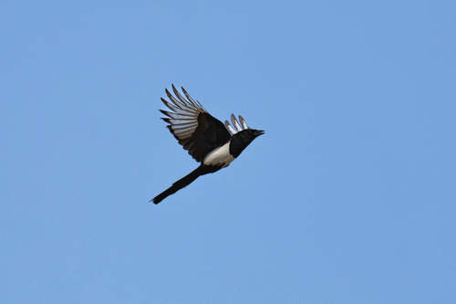 Oriental Magpie