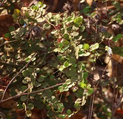 Capparis rotundifolia