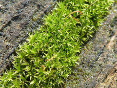 Bryophyta