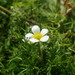 Common Water-Crowfoot - Photo (c) Matthieu Gauvain, some rights reserved (CC BY-NC)