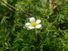 Common Water-Crowfoot - Photo (c) Matthieu Gauvain, some rights reserved (CC BY-NC), uploaded by Matthieu Gauvain