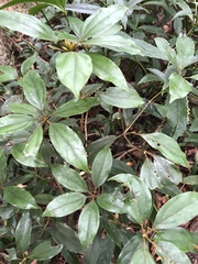 Neolitsea aciculata