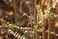 Capparis rotundifolia