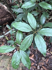 Neolitsea aciculata