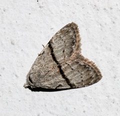 Nola mediolineata