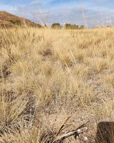 Idaho fescue (Festuca idahoensis)