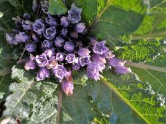 Mandragora autumnalis