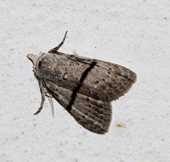 Nola mediolineata