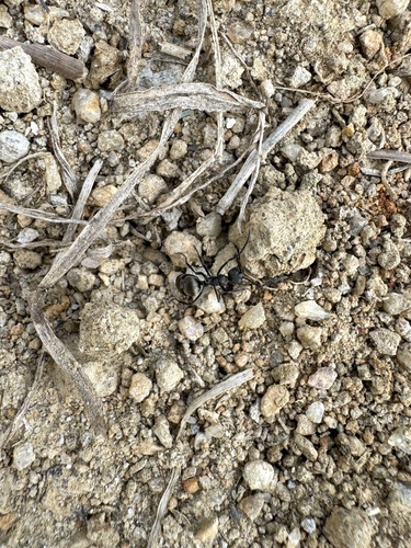 Rich Spiny Sugar ant