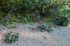 Mandragora autumnalis