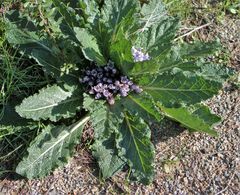 Mandragora autumnalis