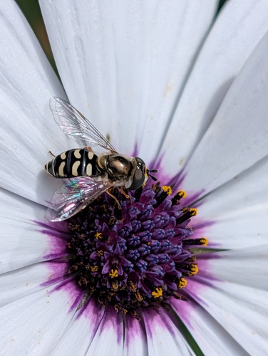 Unknown species found near Corona, CA, USA