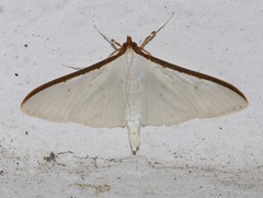 Palpita warrenalis