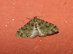 Myrioblephara duplexa