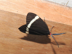 Pidorus
