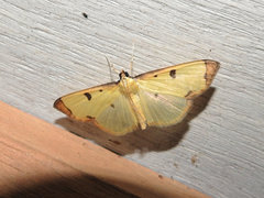 Uncobotyodes patulalis