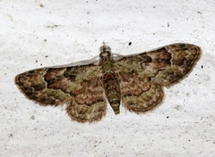 Gymnoscelis taprobanica