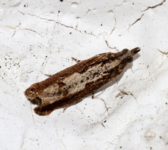 Strepsicrates semicanella