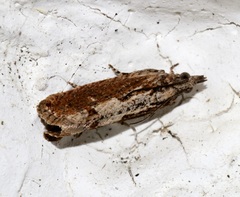 Strepsicrates semicanella