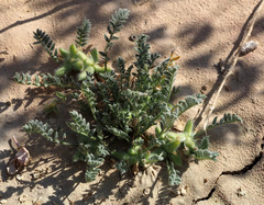Astragalus tribuloides