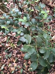Ilex goshiensis