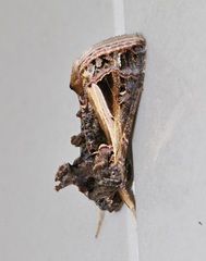 Thysanoplusia lectula