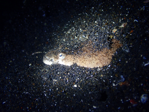 Brachysomophis cirrocheilos observed 2026-02-20