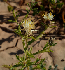 Centaurea pallescens