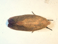 Acanthodela protophaes