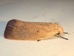 Acanthodela protophaes