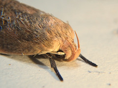 Acanthodela protophaes