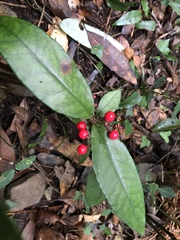 Ardisia brevicaulis
