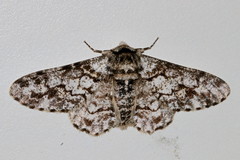 Biston marginata