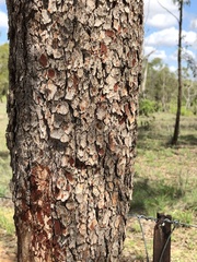 Corymbia erythrophloia