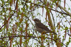 Turdus eunomus × naumanni
