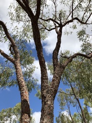 Corymbia erythrophloia