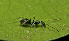 Leptomyrmex burwelli