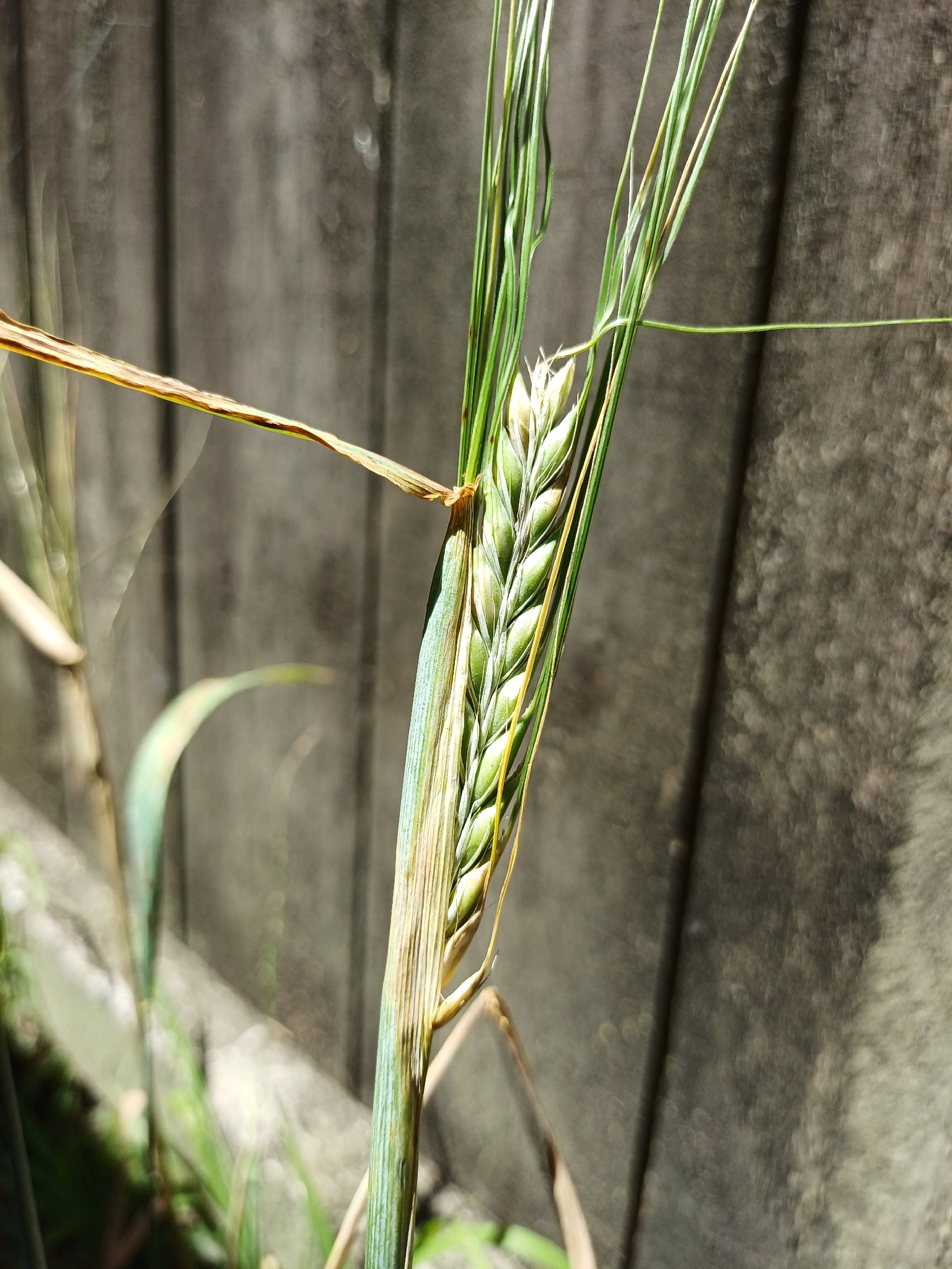 Common Barley (Hordeum vulgare)