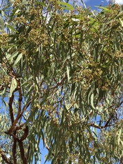 Corymbia erythrophloia