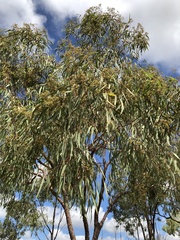 Corymbia erythrophloia