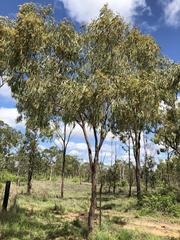 Corymbia erythrophloia