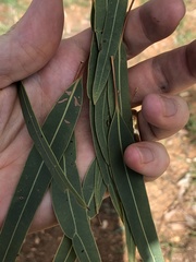 Corymbia erythrophloia
