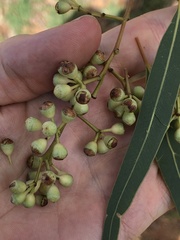 Corymbia erythrophloia