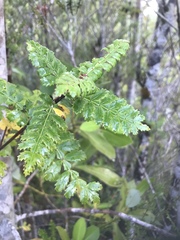 Weinmannia trichosperma