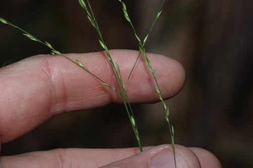 Slender-panic grass (Ottochloa nodosa)