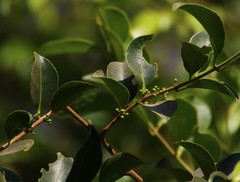 Salacia chinensis